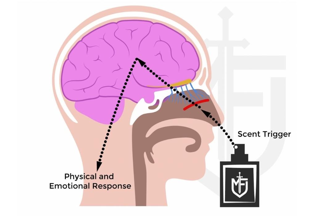 scent trigger diagram